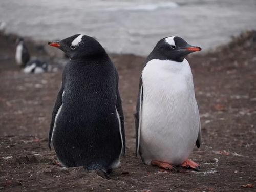 明星企鹅,闪耀冰封世界的璀璨之星