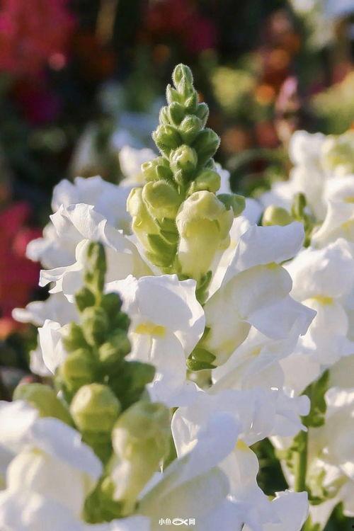 网红金鱼草,绿植界的明星，家居装饰新宠