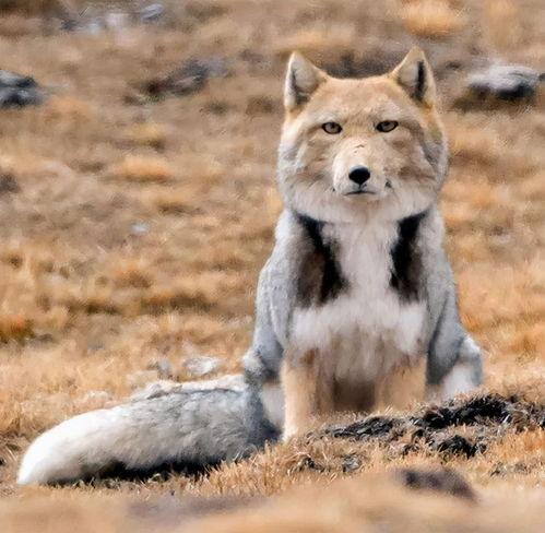 今日头条红烧动物头像,趣味横生的创意头像新潮流