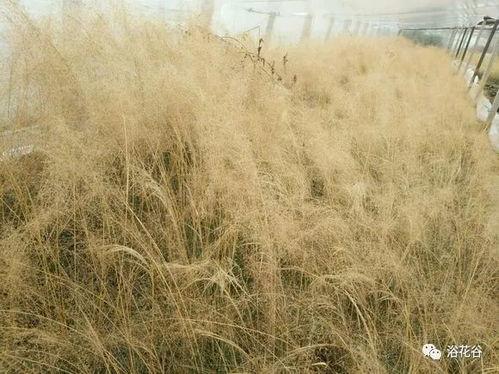 阜阳网红 粉黛乱子草,粉黛乱子草盛放，梦幻花海浪漫来袭