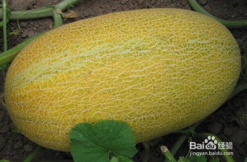 萍乡新鲜哈密瓜怎么吃,多味食法，尽享夏日清凉