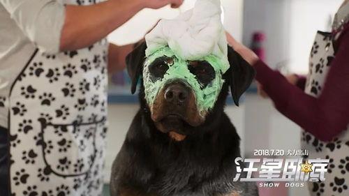 网红麦克斯,网红界的璀璨明星，揭秘他的爆红之路