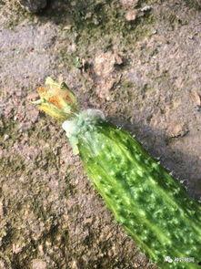 花臂老师什么瓜,一场校园风云再起