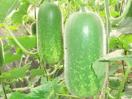 关于zs的吃瓜,娱乐圈背后的那些事儿