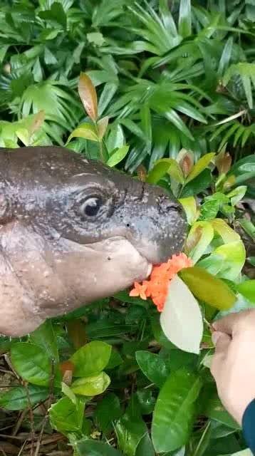 小黑喜欢吃瓜,小黑与瓜果的甜蜜邂逅