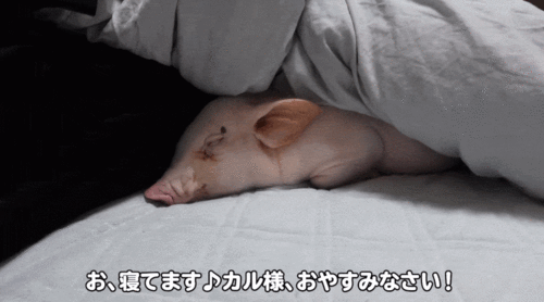 日本明星养猪事件