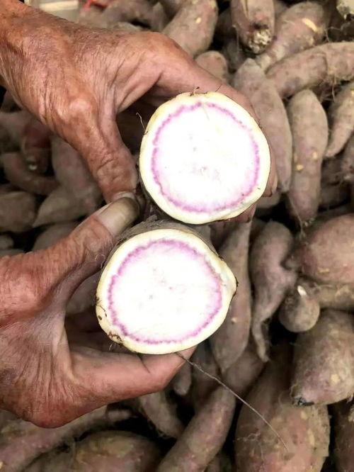 重庆网红卖红薯的是谁,街头热销的秘密武器