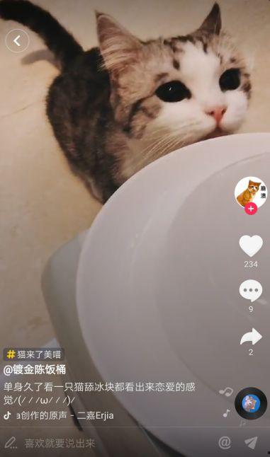 抖音网红猫被人养大,从流浪儿到家的温暖