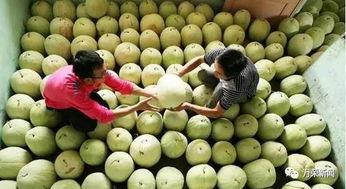 三白瓜热吃,冬日暖胃养生新选择