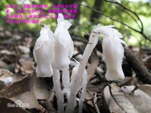 水晶兰爆料视频,揭秘罕见植物背后的传奇故事