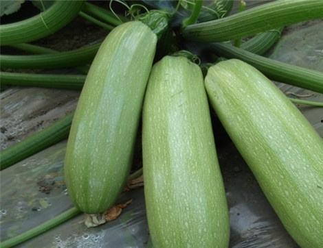 吃若瓜有什么好处,营养丰富的健康佳品，吃出健康与活力