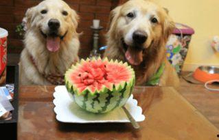 狗狗可以吃小凤瓜吗