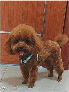 前几名网红宠物狗,盘点那些圈粉无数的萌宠传奇