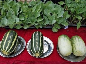 娱乐吃瓜壁纸图片大全